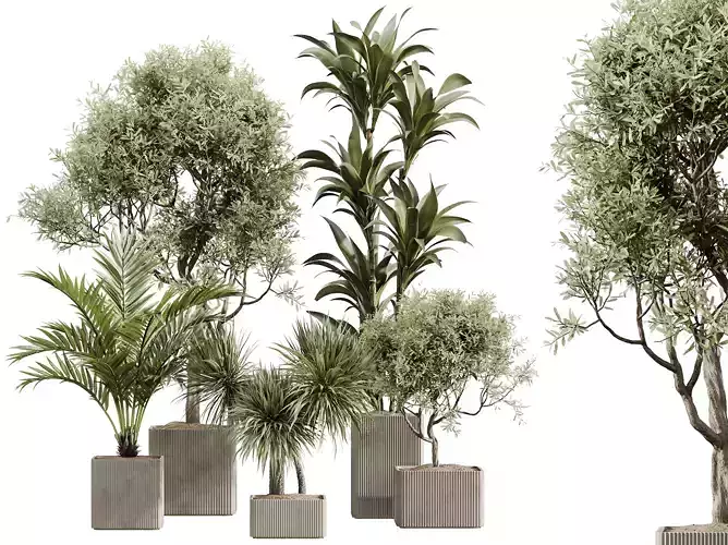 AV Indoor Plants Set 239 Olive Spineless Palm Lemon 