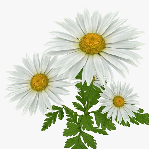 Daisy  Flower Low-poly 3D model