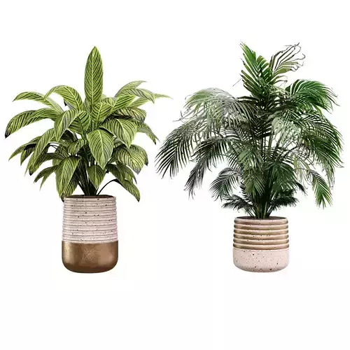 Indoor plant04 Free 3D model