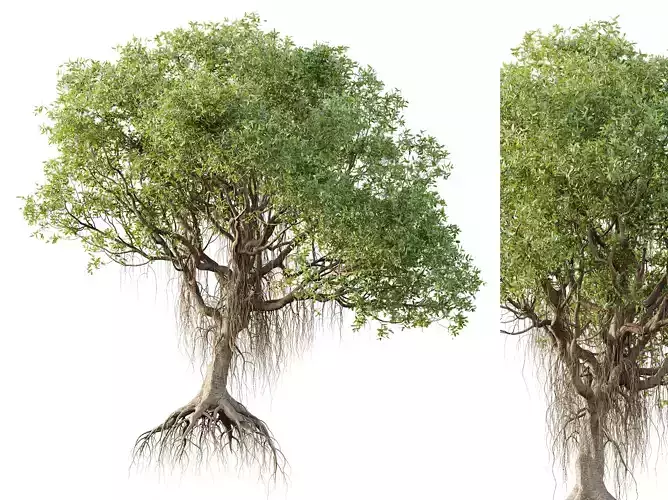 AV Plants Mangrove Gray Avicennia Marina 3D model