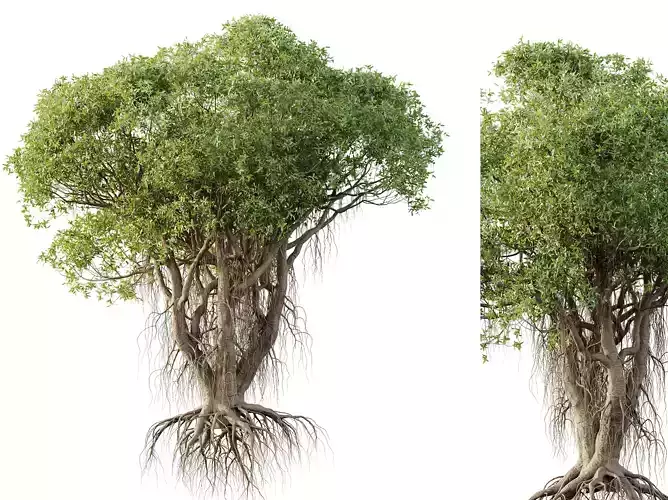 AV Plants Mangrove Gray Avicennia Marina02 3D model