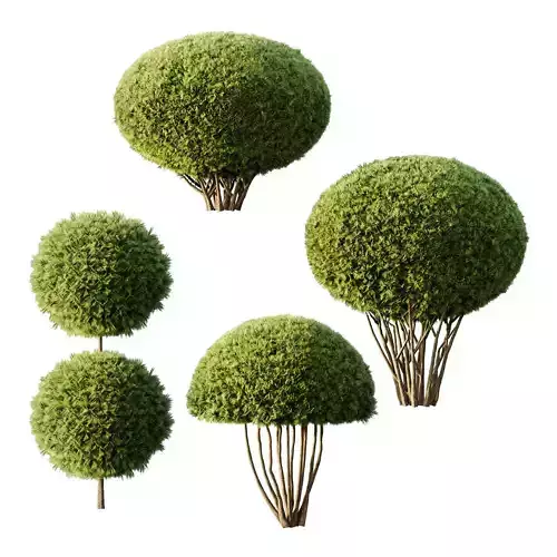 Pinus Mugo Bush003 3D model