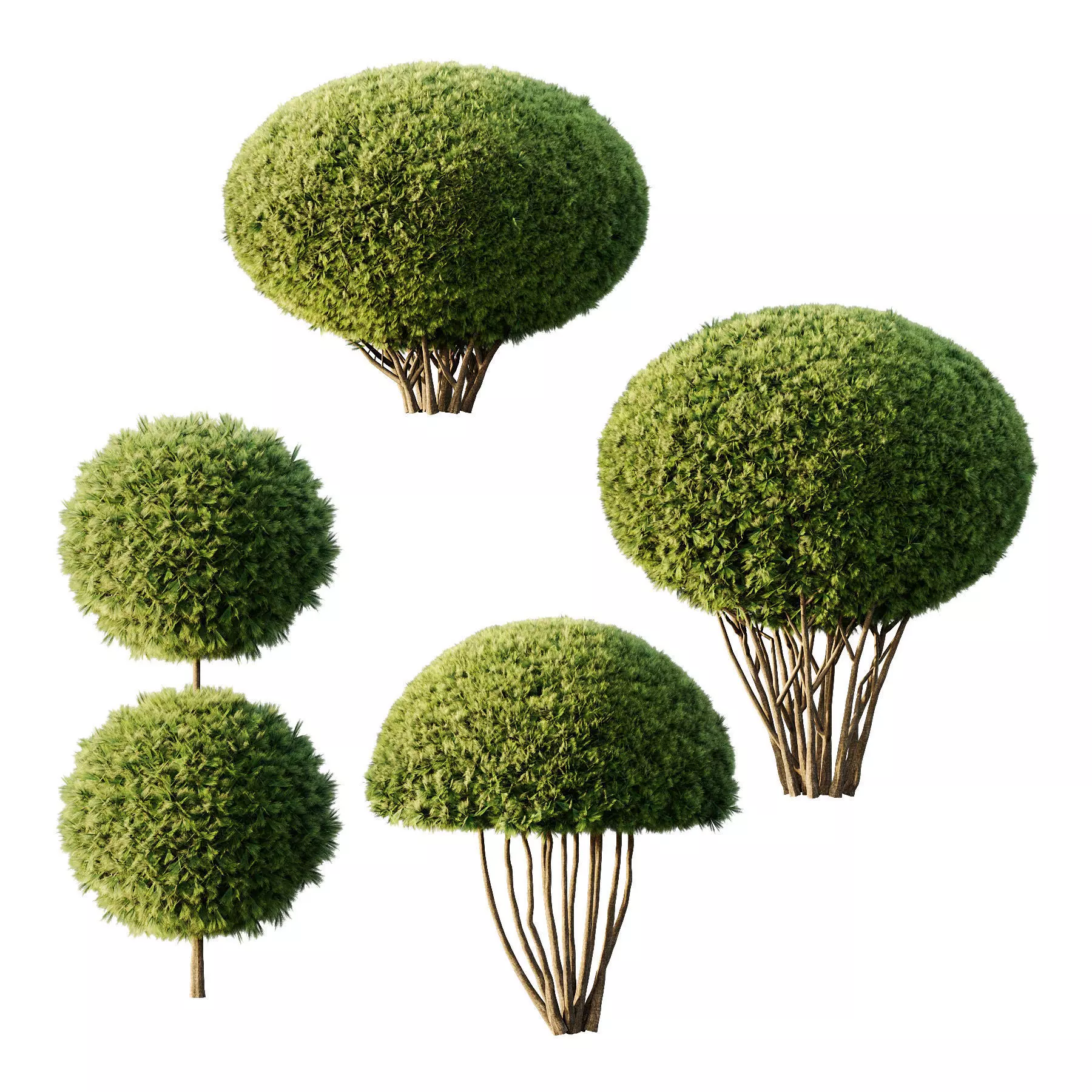 Pinus Mugo Bush003 3D model_0