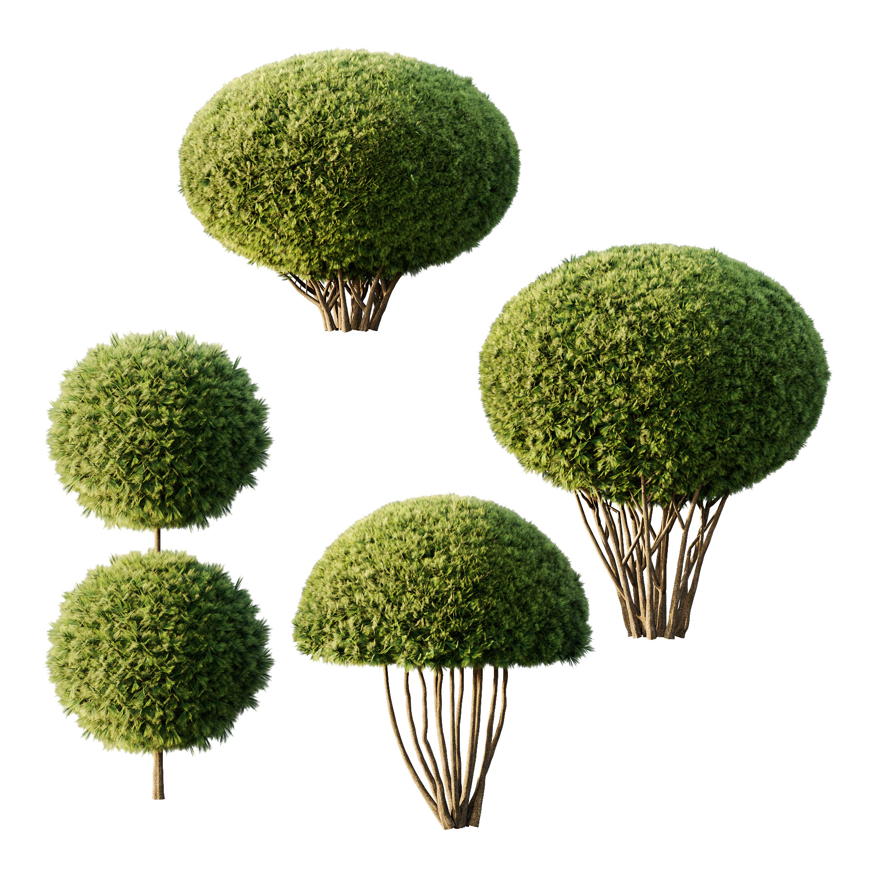 Pinus Mugo Bush003 3D model_1