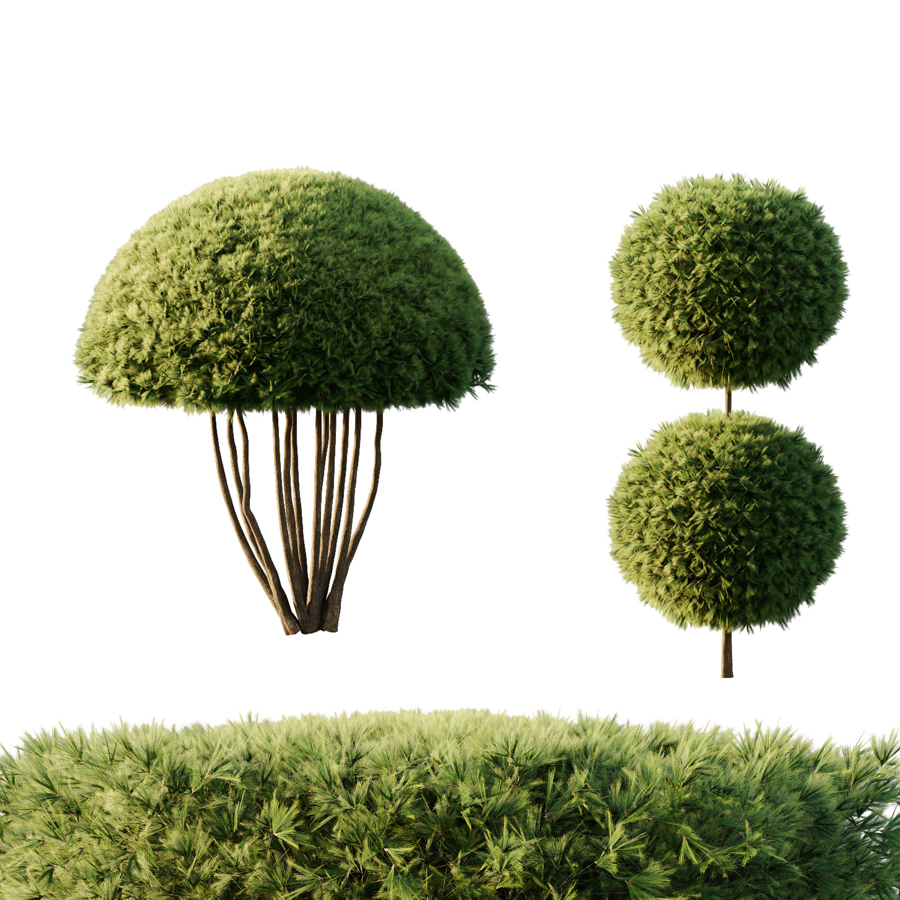 Pinus Mugo Bush003 3D model_4