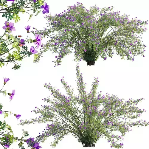 Alyogyne huegelii - Blue Hibiscus 02 3D model