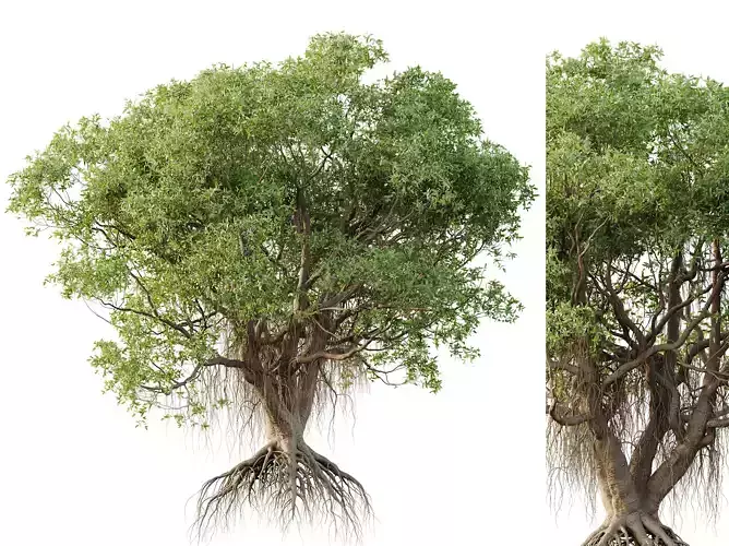 AV Plants Mangrove Gray Avicennia Marina03 3D model