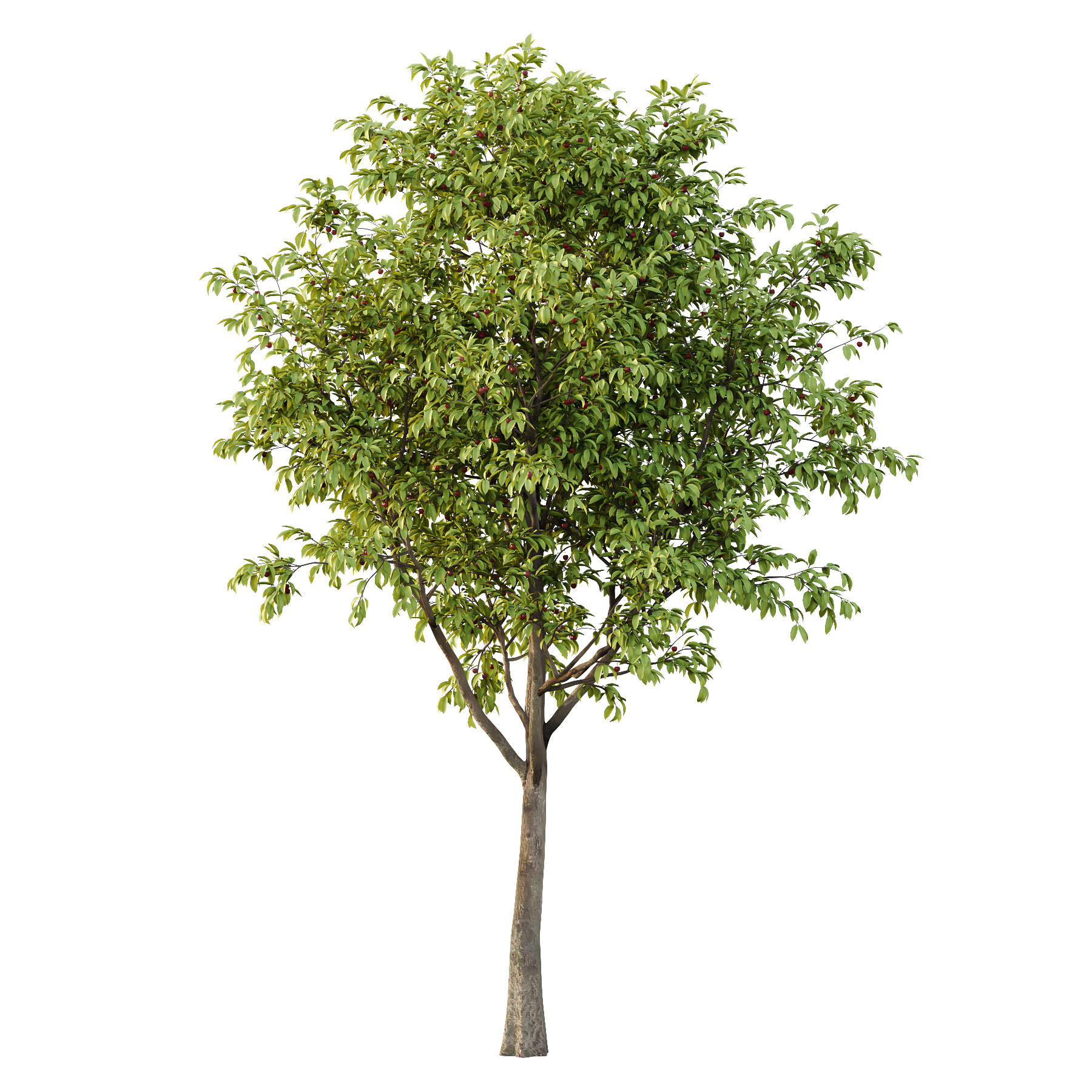 Prunus pseudocerasus Diospyros Kaki Fruit Tree 02 3D model_1