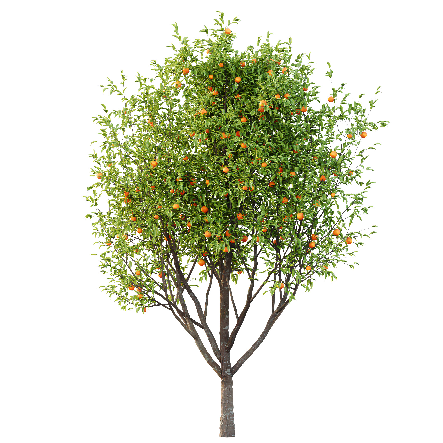 Prunus pseudocerasus Diospyros Kaki Fruit Tree 02 3D model_2