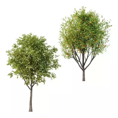 Prunus pseudocerasus Diospyros Kaki Fruit Tree 02 3D model