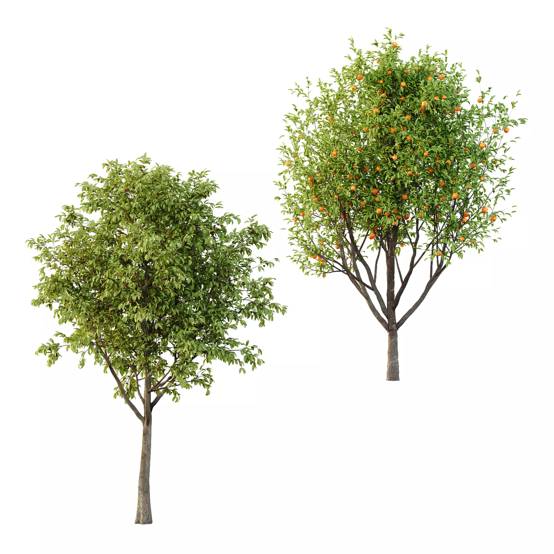 Prunus pseudocerasus Diospyros Kaki Fruit Tree 02 3D model_0