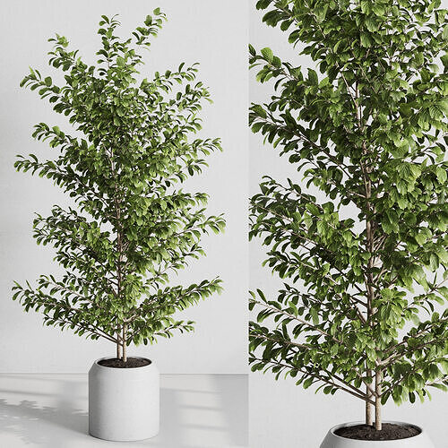indoor plant set 540 3D model