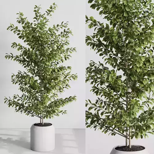 indoor plant set 540 3D model