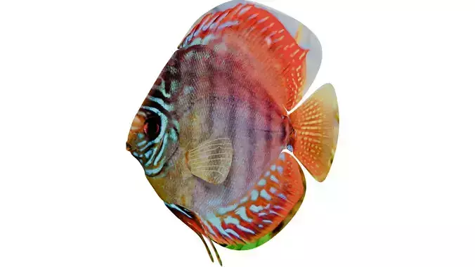 Discus Fish