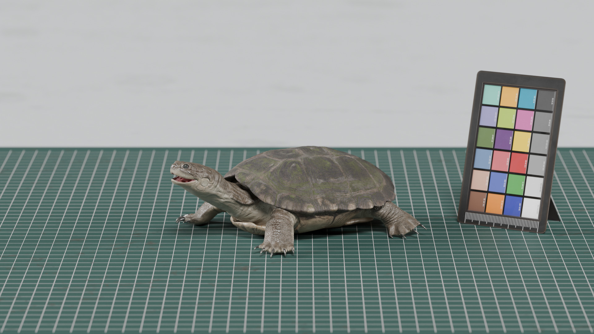 African Helmeted Turtle - rigged 3D model_1