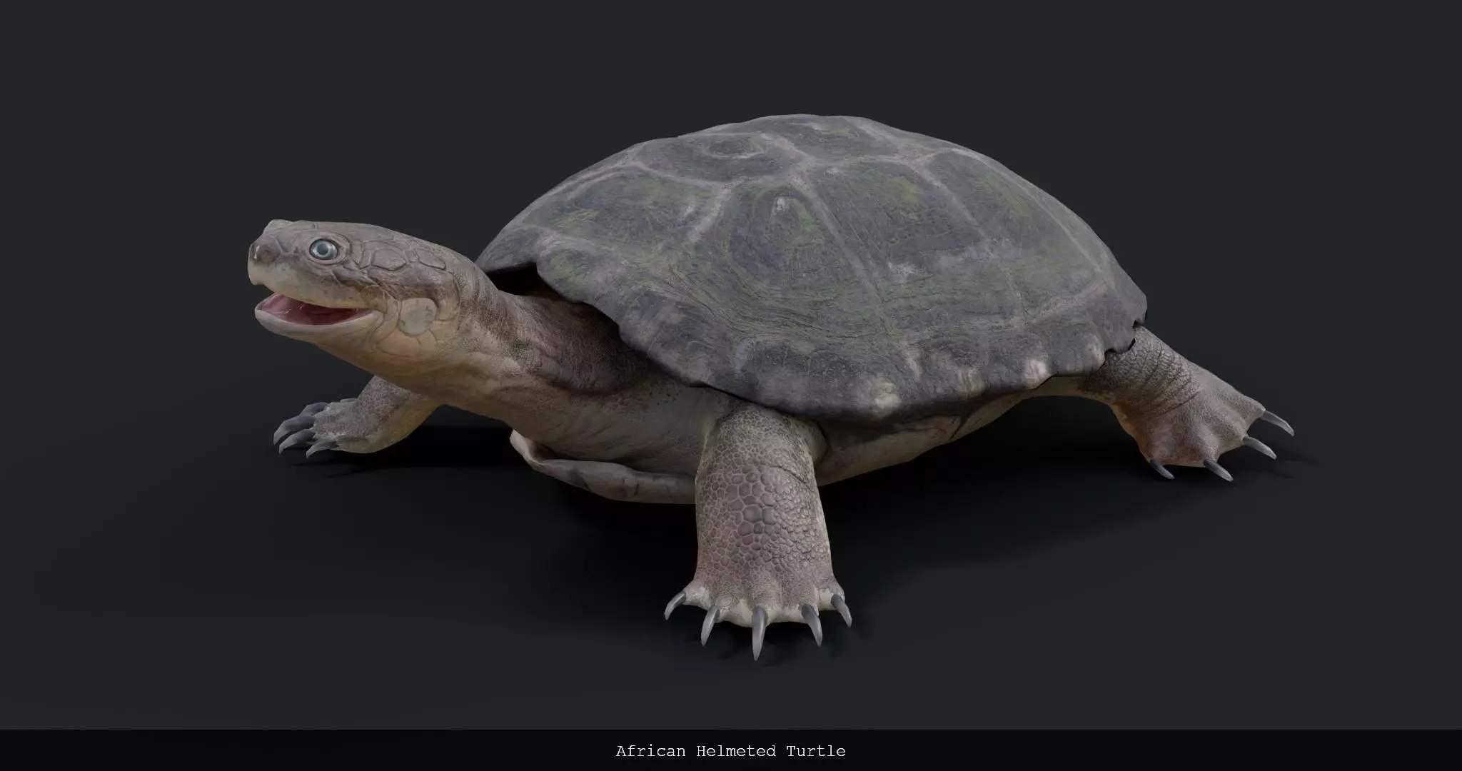 African Helmeted Turtle - rigged 3D model_0