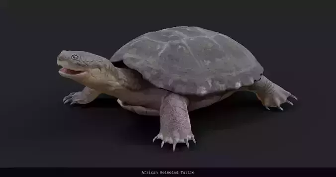 African Helmeted Turtle - rigged