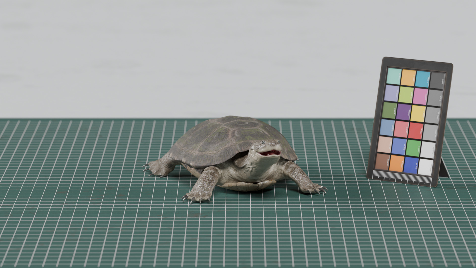 African Helmeted Turtle - rigged 3D model_2