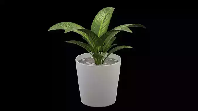 Plant Pot