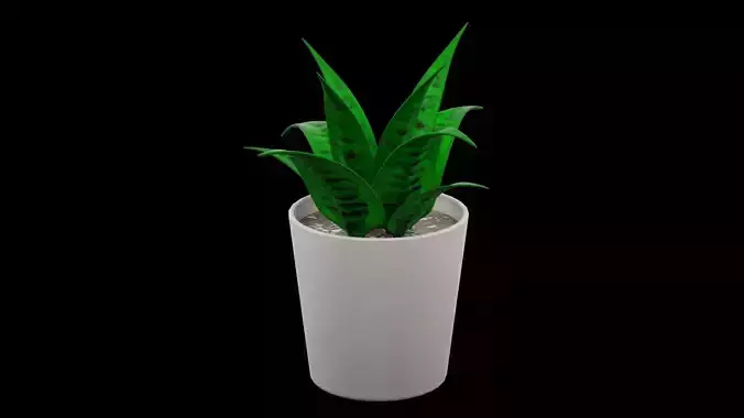 Plant Pot
