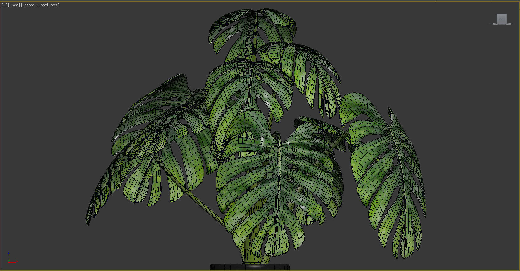 plant Swiss Cheese Plant 3D model_7