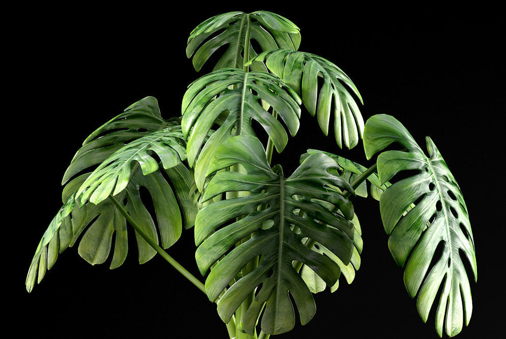 plant Swiss Cheese Plant 3D model_2