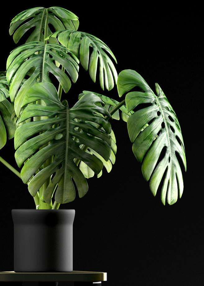 plant Swiss Cheese Plant 3D model_5