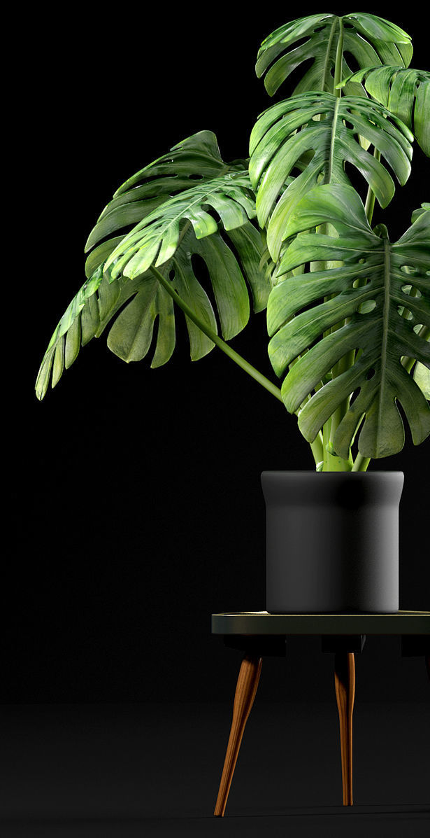 plant Swiss Cheese Plant 3D model_4