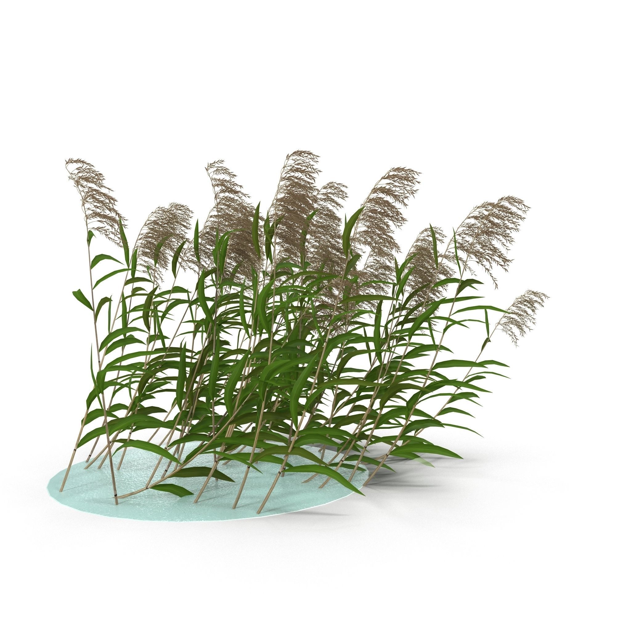 Reeds in water 3D model_7