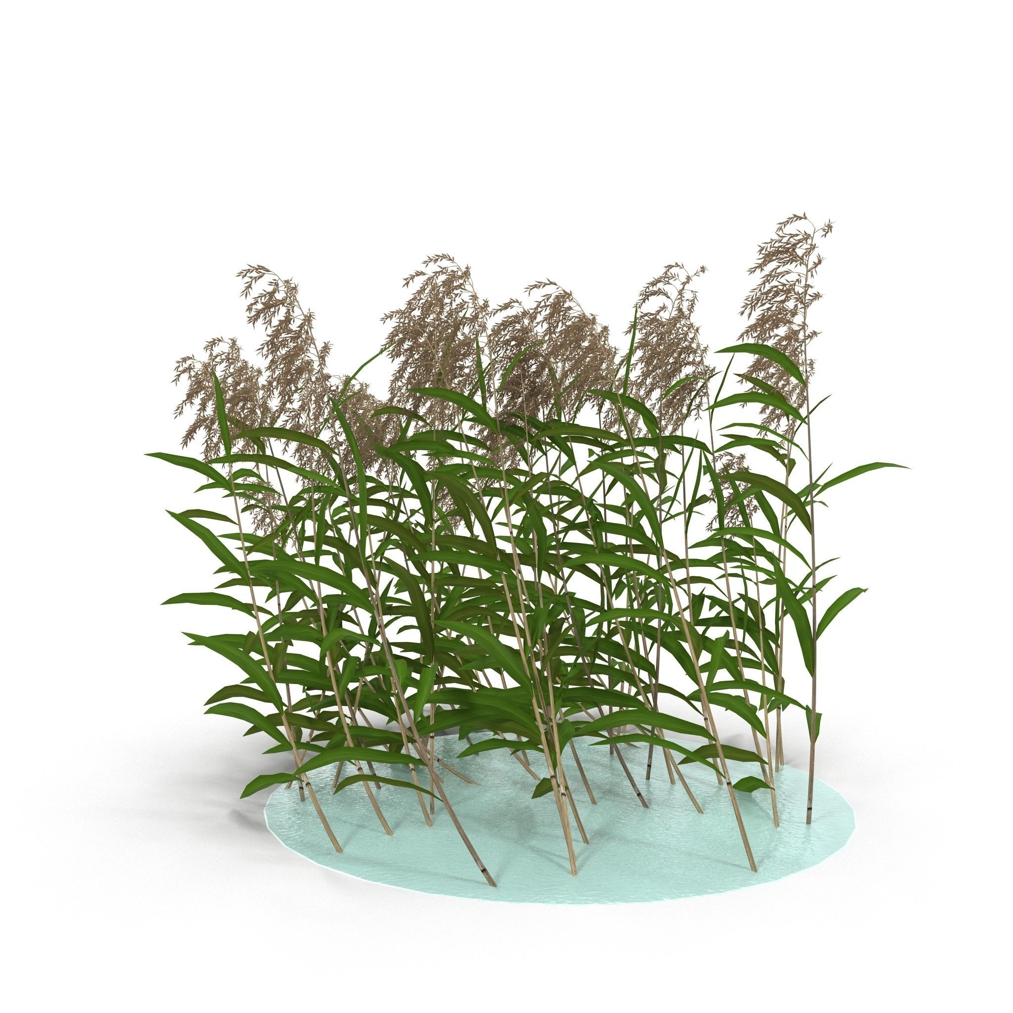 Reeds in water 3D model_1