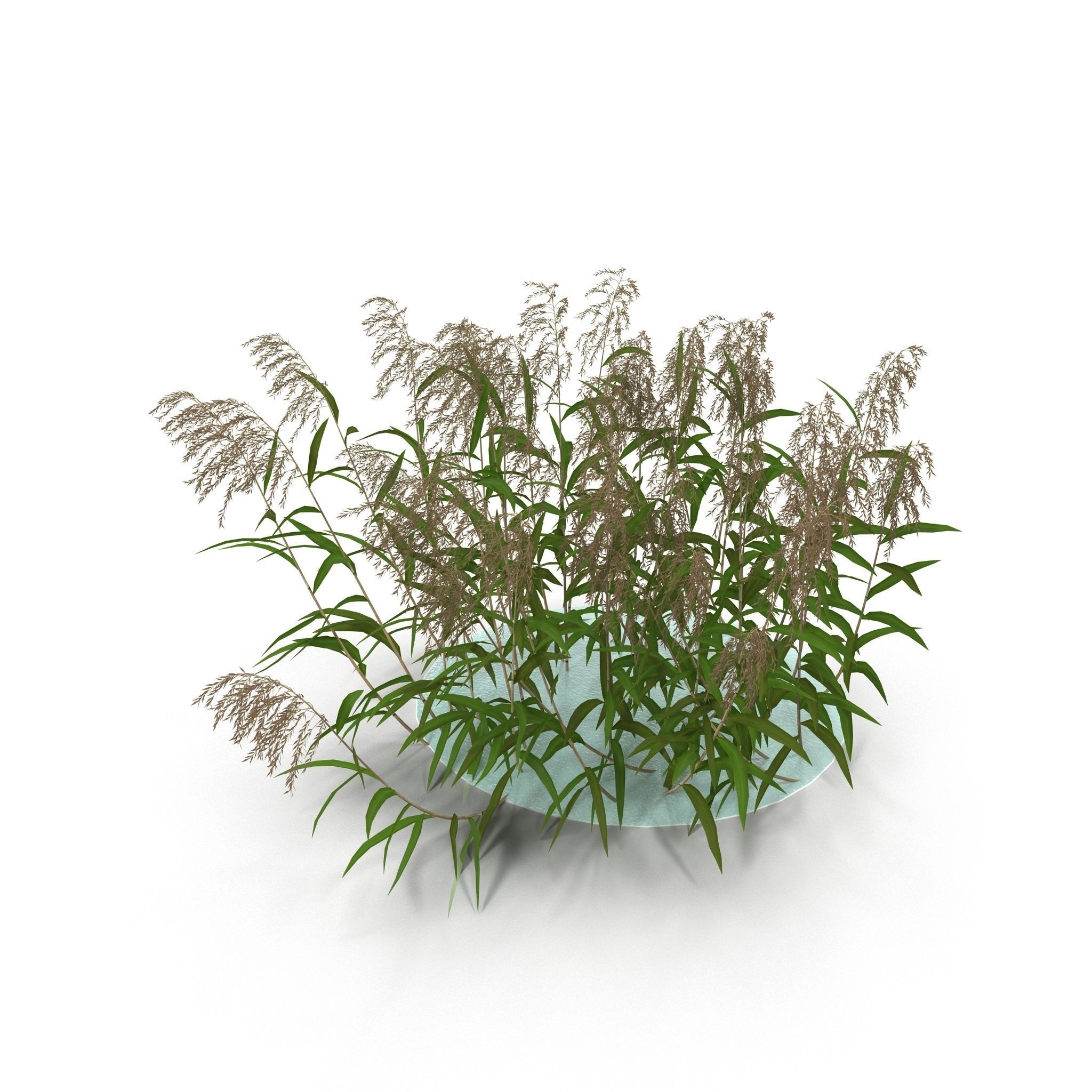 Reeds in water 3D model_4