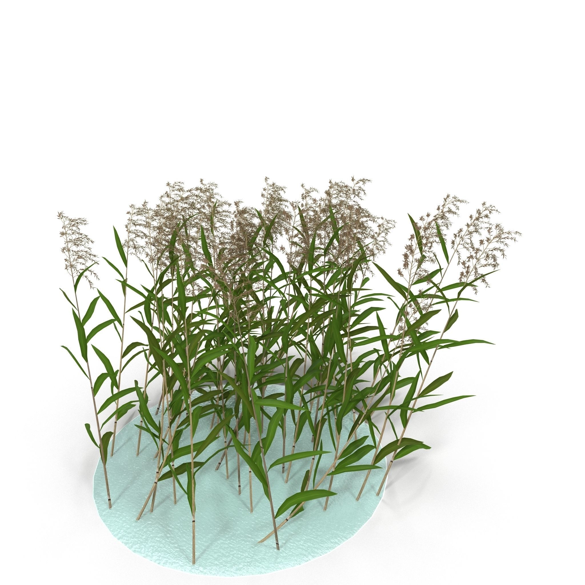 Reeds in water 3D model_2