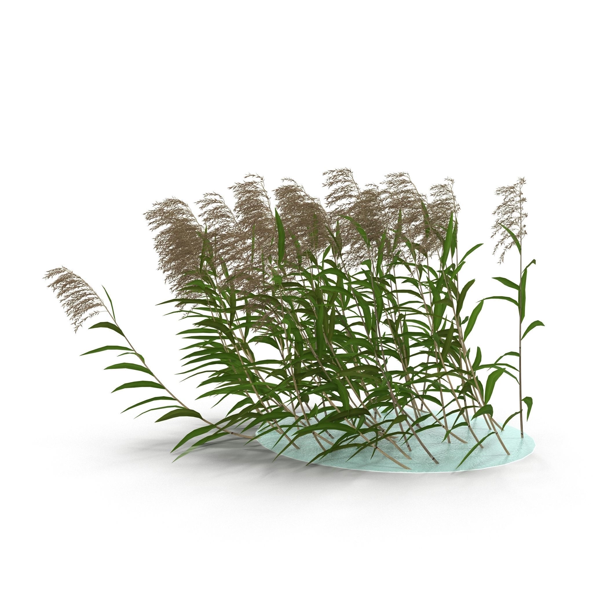 Reeds in water 3D model_6