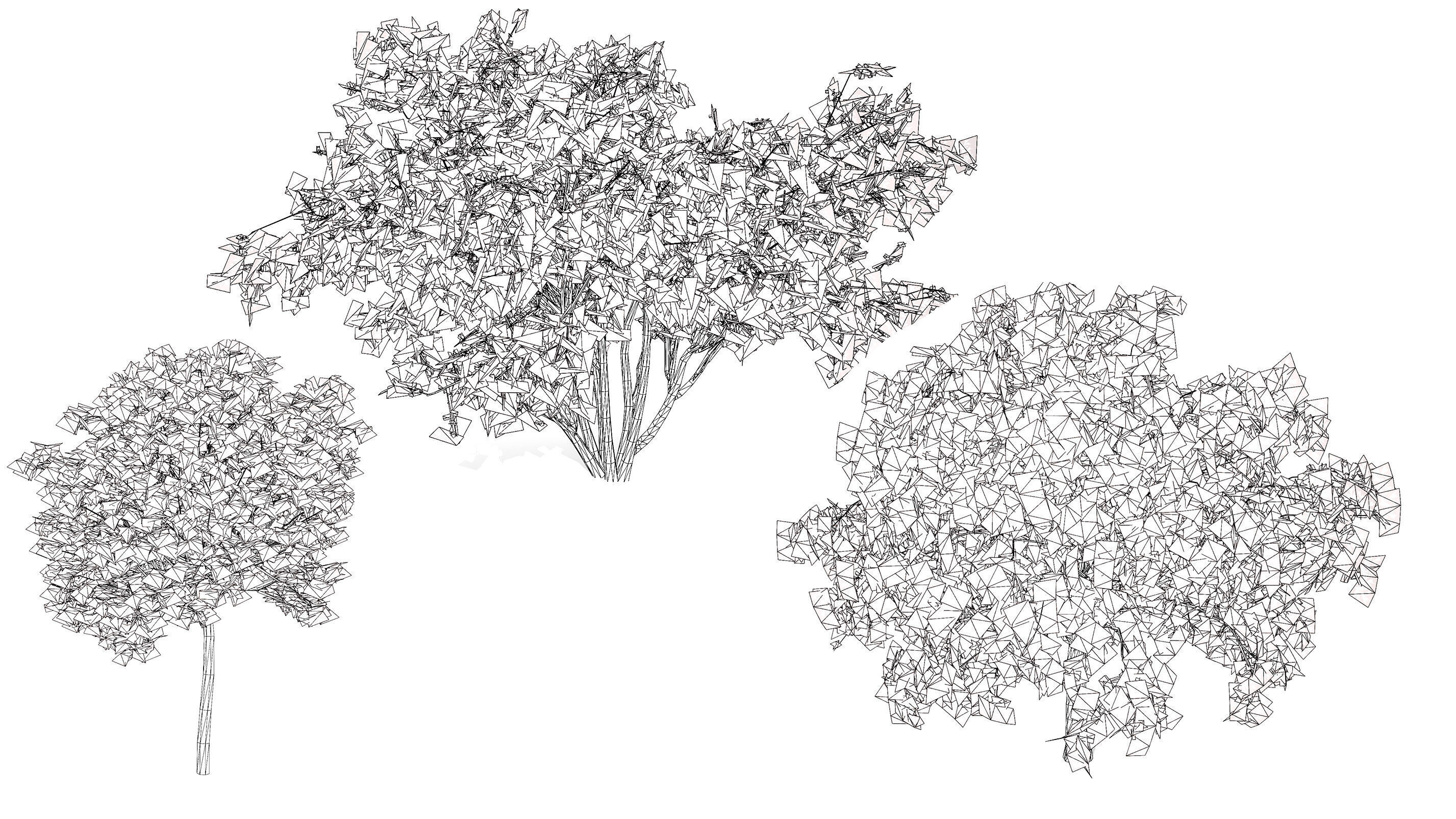 South African Camphor Bush 3D Model Low-poly 3D model_11