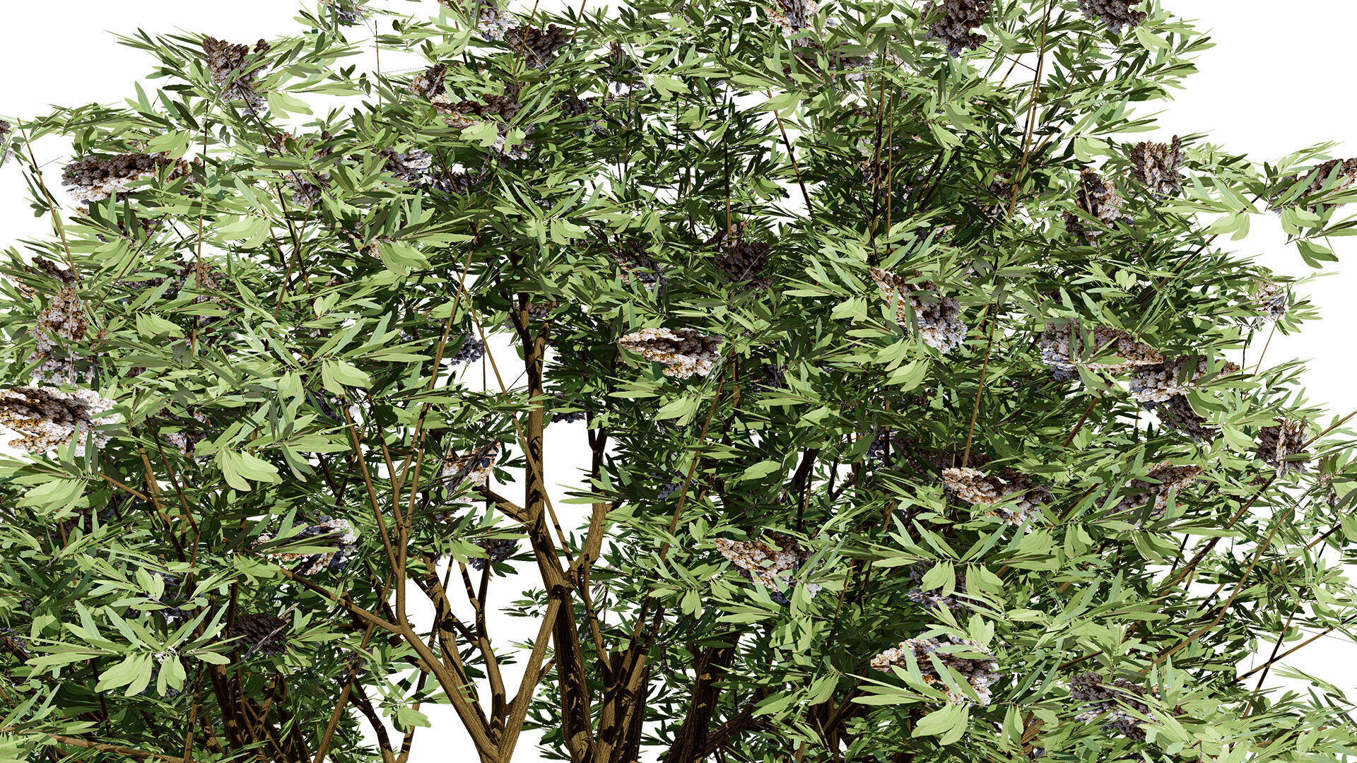 South African Camphor Bush 3D Model Low-poly 3D model_6