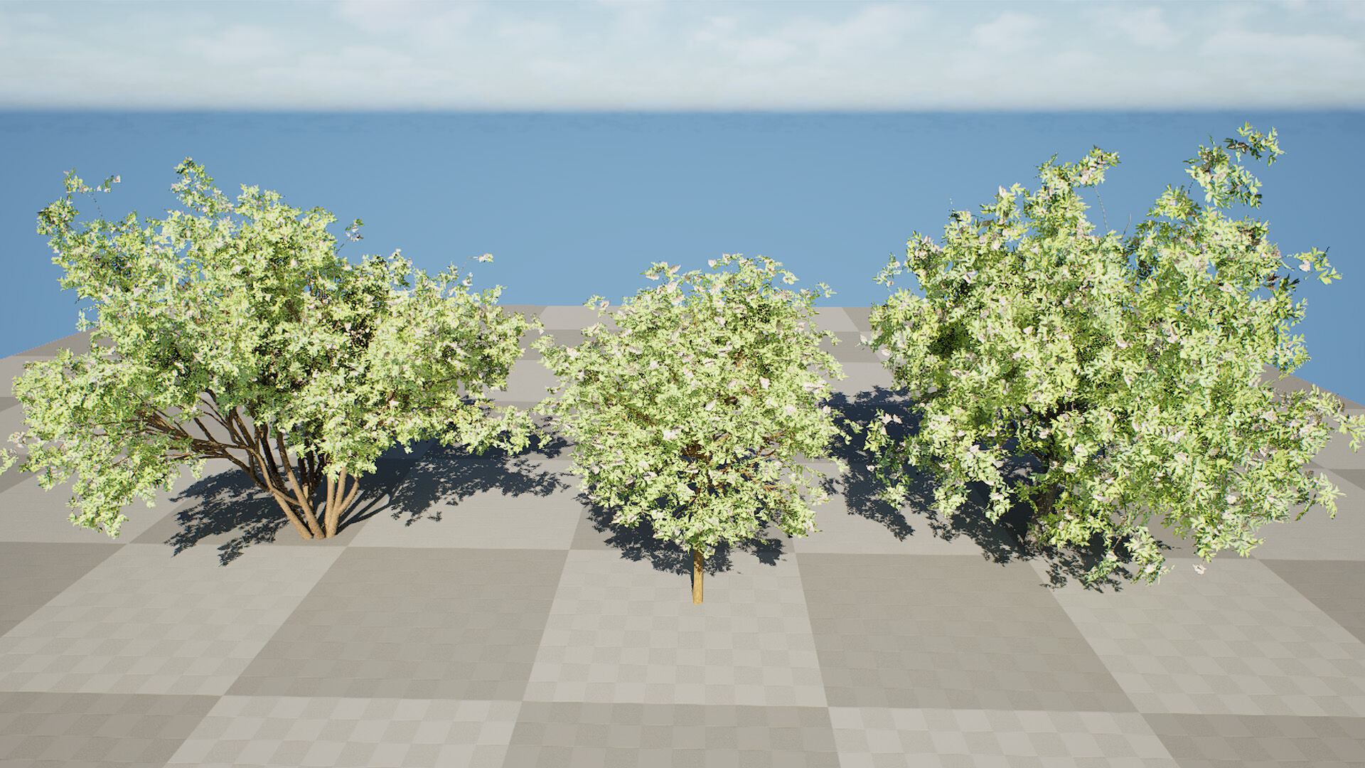 South African Camphor Bush 3D Model Low-poly 3D model_9