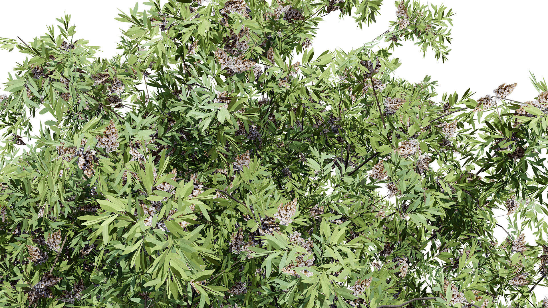 South African Camphor Bush 3D Model Low-poly 3D model_8