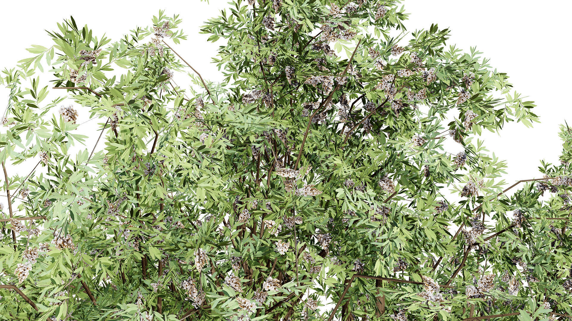 South African Camphor Bush 3D Model Low-poly 3D model_4