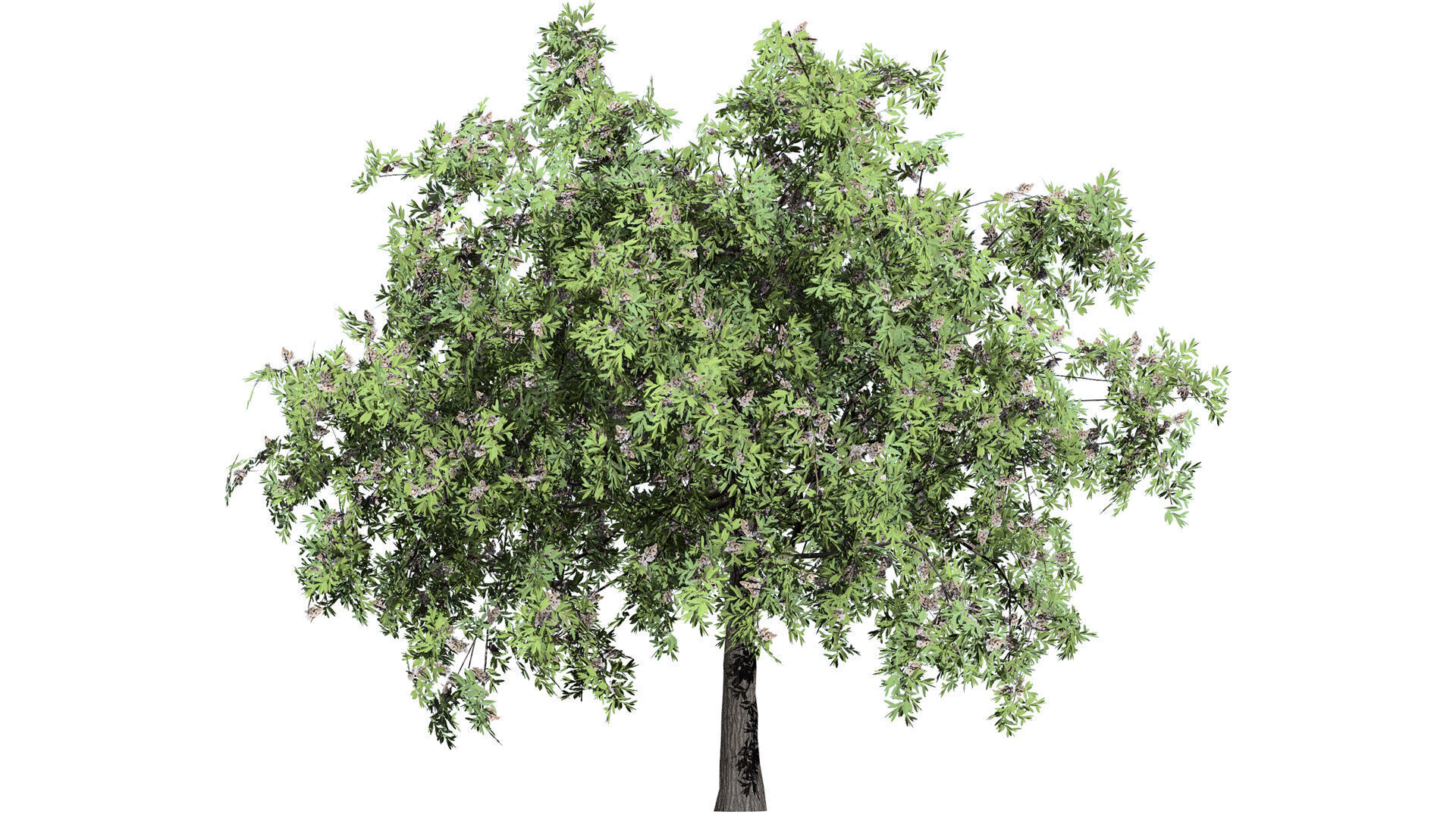 South African Camphor Bush 3D Model Low-poly 3D model_7