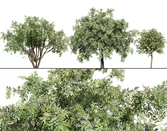 South African Camphor Bush 3D Model Low-poly 3D model