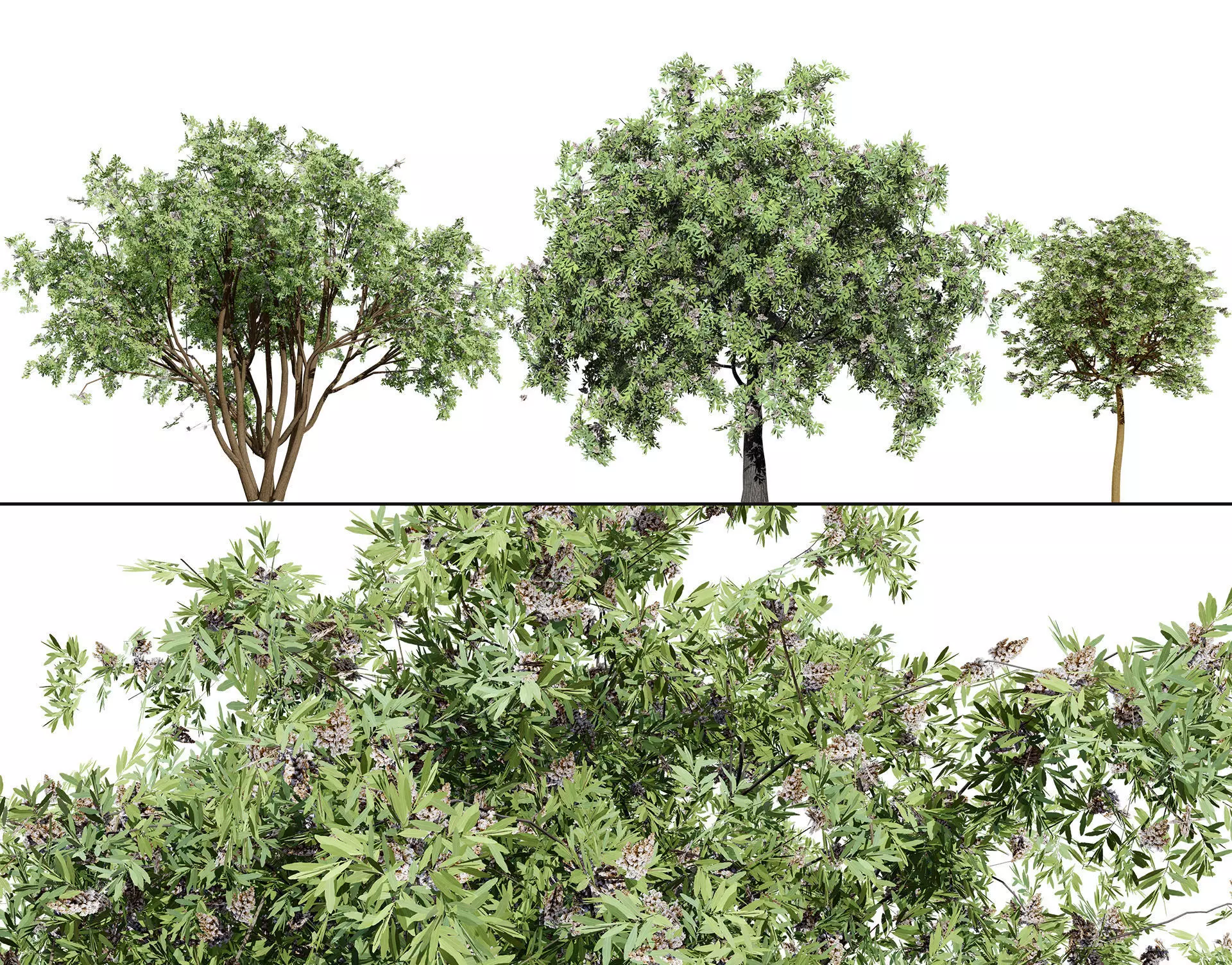 South African Camphor Bush 3D Model Low-poly 3D model_0