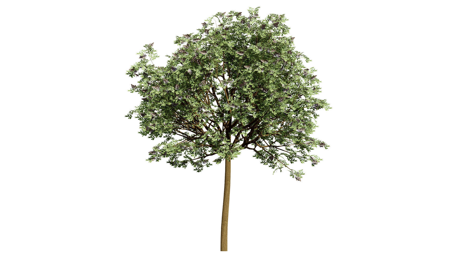 South African Camphor Bush 3D Model Low-poly 3D model_5