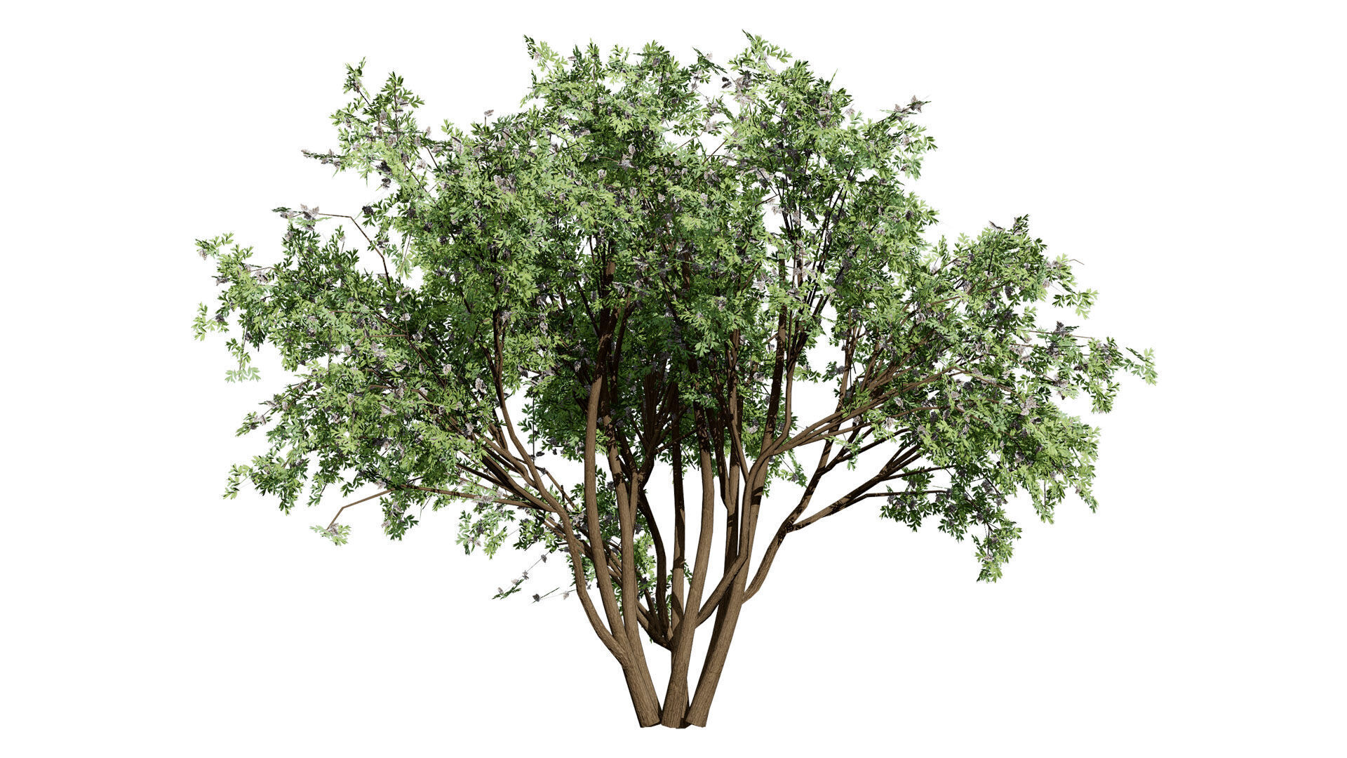 South African Camphor Bush 3D Model Low-poly 3D model_3