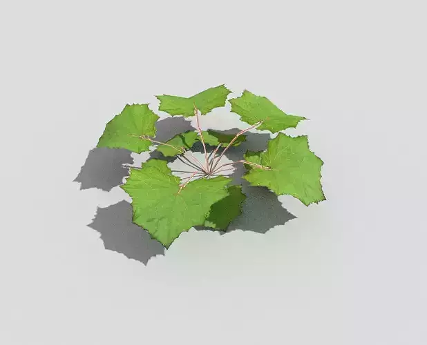 Low poly Plant ivy