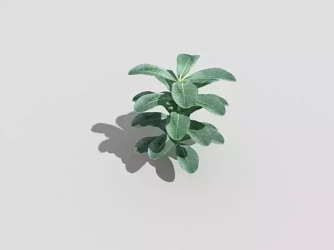Low poly Plant eucalyptus