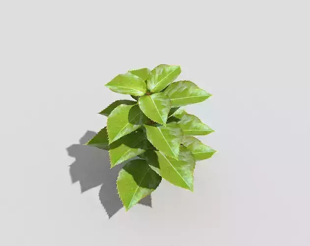 Low poly Plant