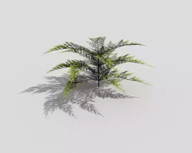 low poly shrub fern