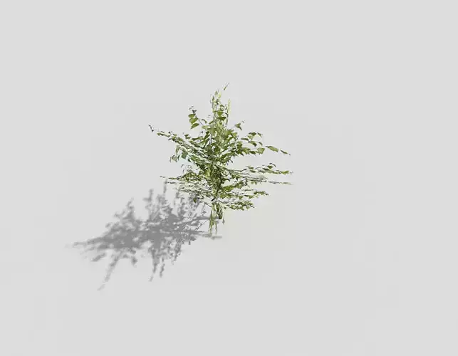 low poly tree plant