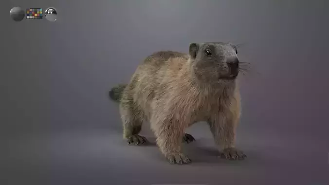 VFX Ready marmot 3d model 3D model with Houdini Groom 