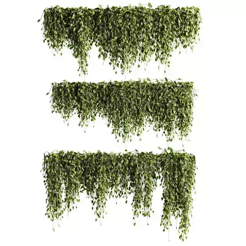 outdoor ivy wall plants